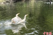 算命八字吉林：罕见白鸬鹚连续两年“故地重游”