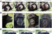 算命八字国际最新研究：机器人“打哈欠” 黑猩猩被传染